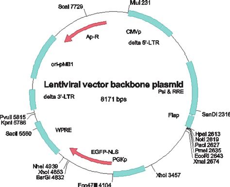 how to make lentiviral vector.